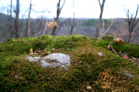 Rocks, Trees, Scape