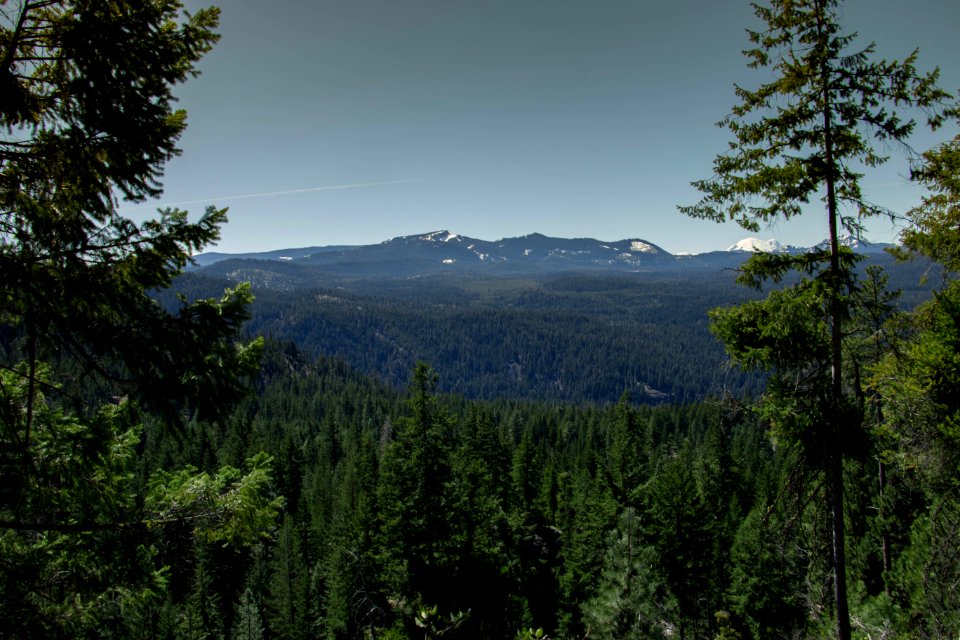 Fifes ridge, United states, Forest