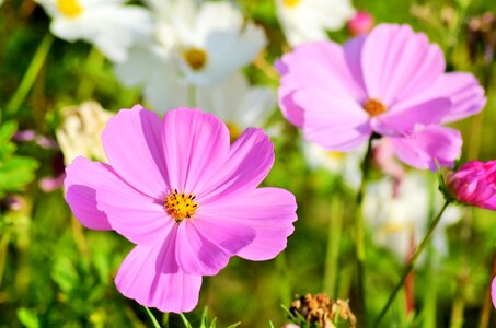 Garden cosmos pink summer photo