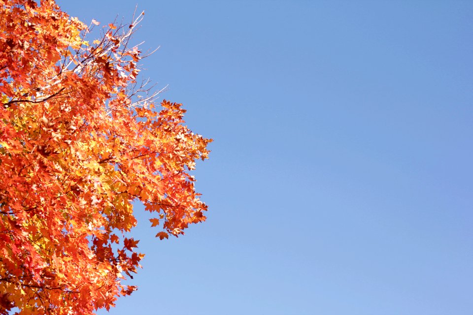 Saint cloud, United states, Leaves