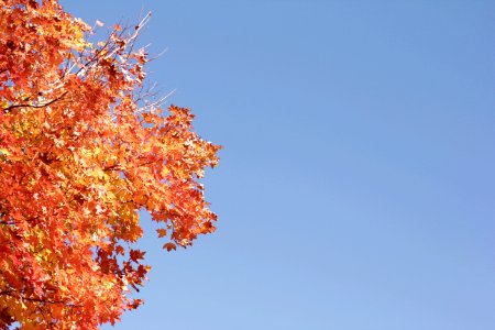 Saint cloud, United states, Leaves photo