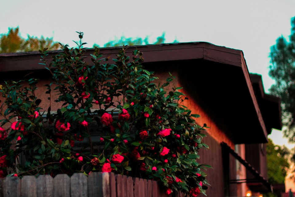 Temple city, United states, Spring