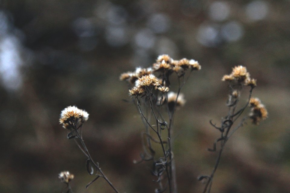 Plant, Forest, Winter