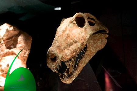 Wild, Extinct animals, Dinosaur
