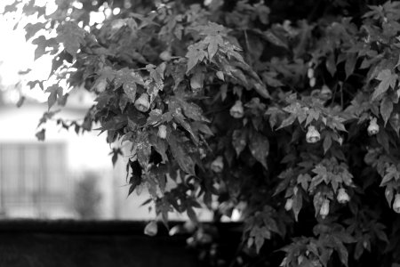 50mm, Forest, Lake