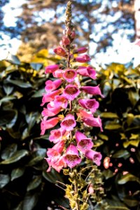 Shakespeare garden, San francisco, United states