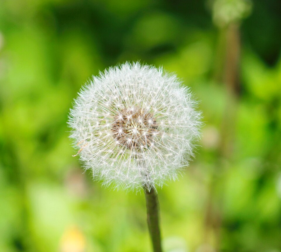 Nature flower plant