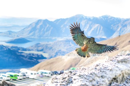 Wanaka, New Zealand, River