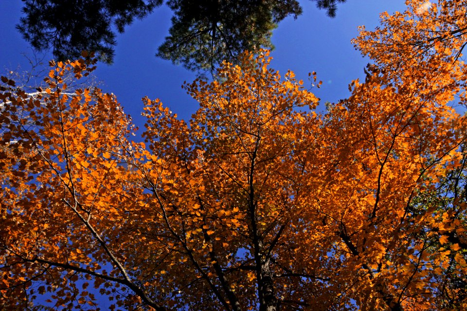 St croix state park, Hinckley, United states