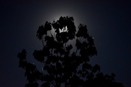 Silhouette, Nature, Moonlight photo