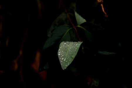 Rain, Nature, Water drops