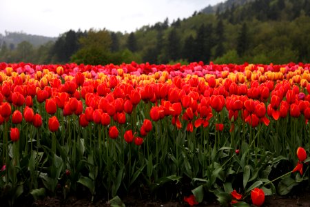 Vancouver, Canada, Scape