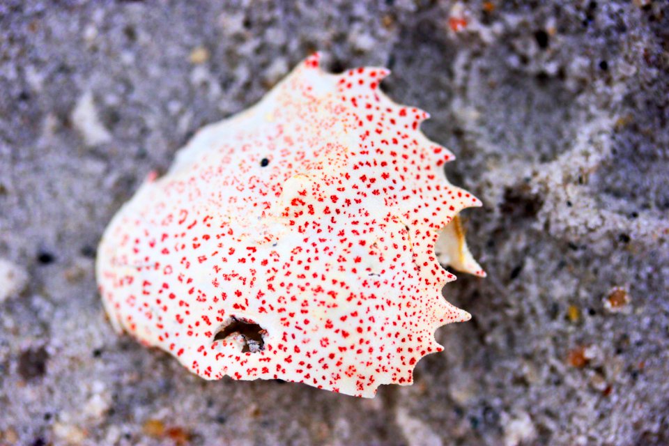 Cape cod, United states, Crustacean