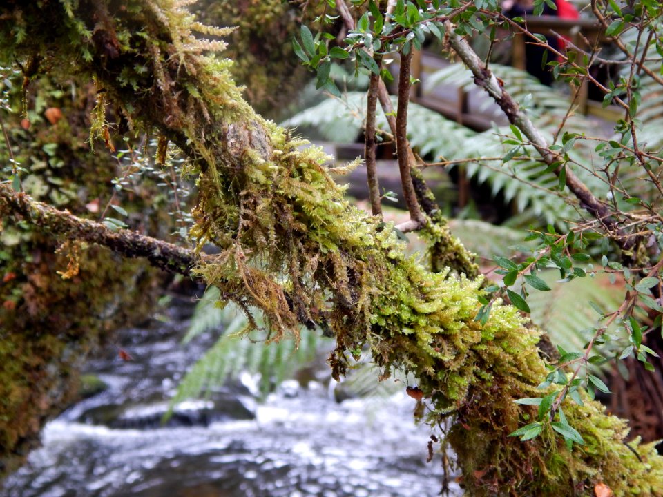 Mount field national park, National park, Australia