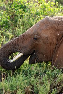 Kenya, Safari, Elephant