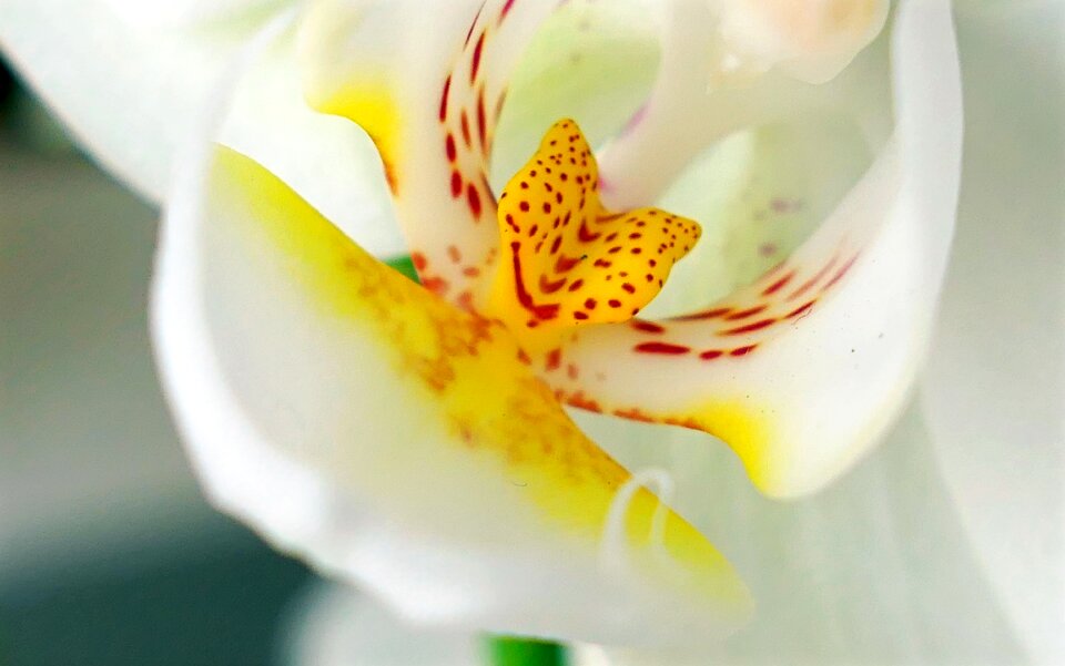 Blossom bloom botanic