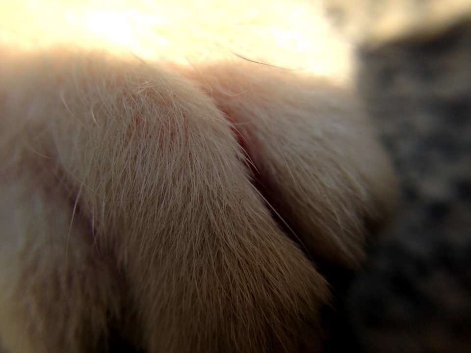 Foshan, China, Animal