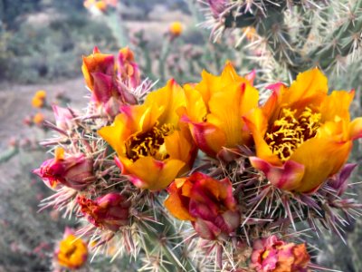 Phoenix sonoran desert preserve, Phoenix, United states photo