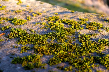 Norway, Close, Stone