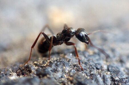 Animal ant hill wood ant photo