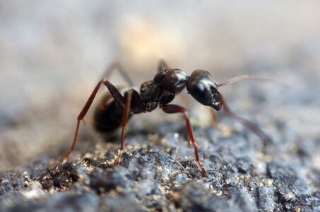 Animal ant hill wood ant