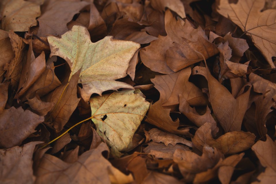 Bushwick playground, United states, Fallen leaves
