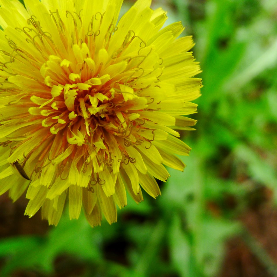 Elion, Yellow, Flower