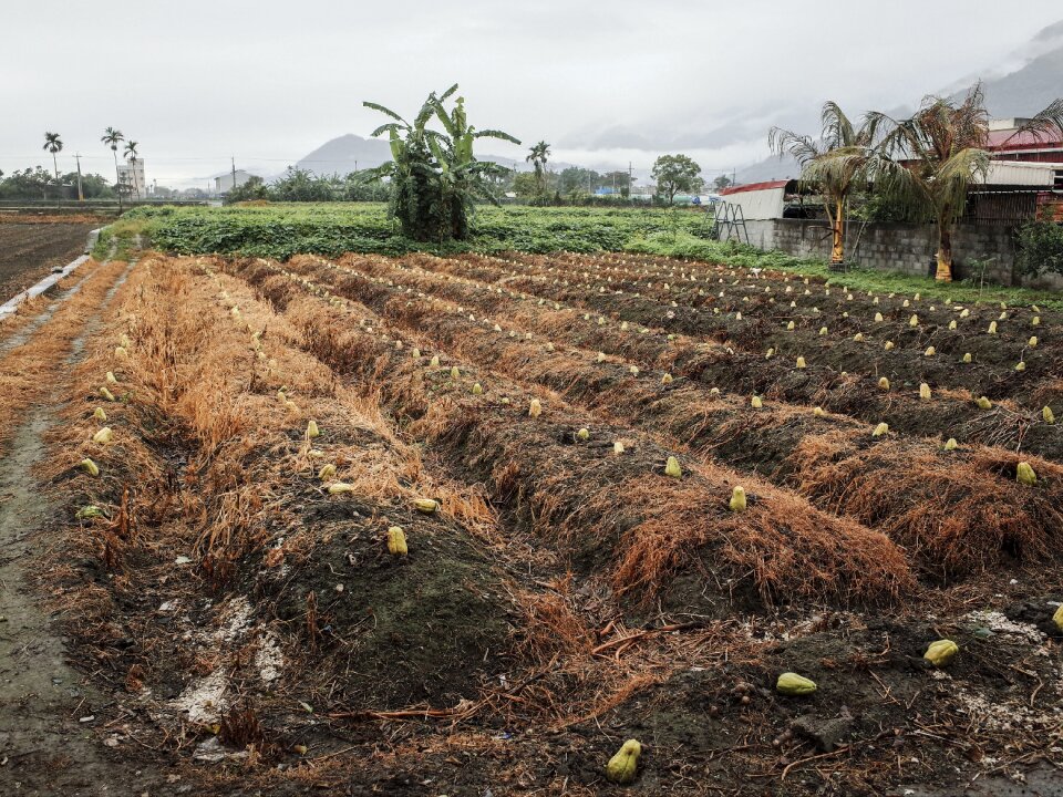 Western melon soil avignon