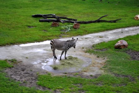 Wildlife, Zebra photo