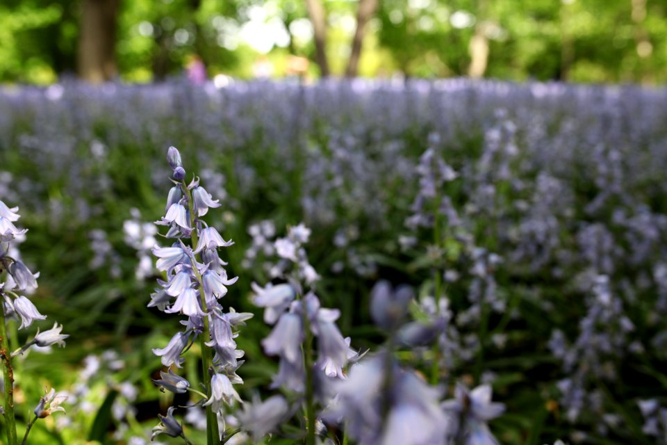 Garden, Botanical, Flower