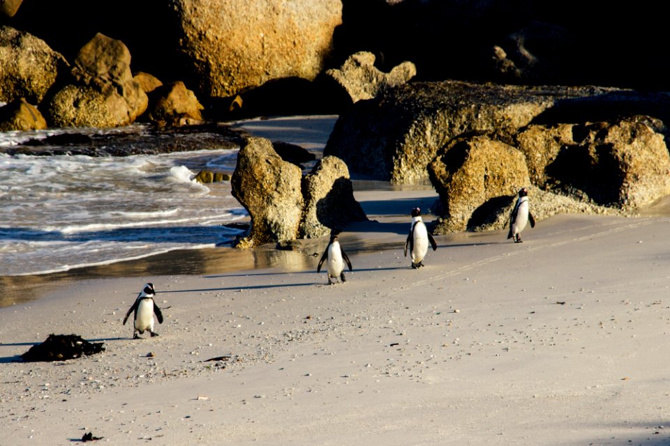 Boulders beach, Cape town, South africa