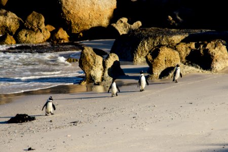 Boulders beach, Cape town, South africa photo