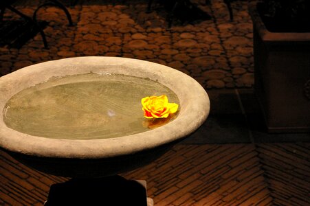 Roses fountain water basin