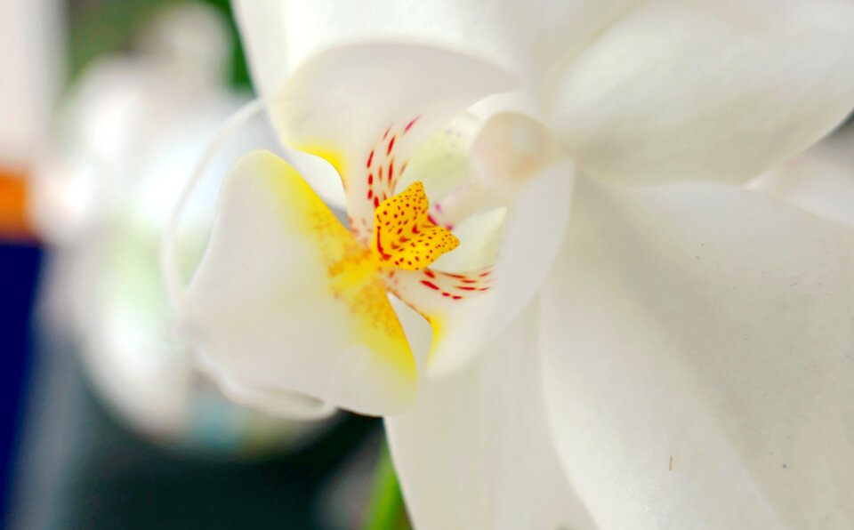 Blossom bloom botanic