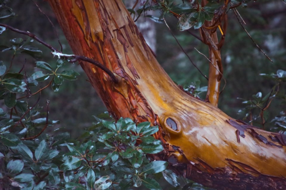 Orcas Island, United states, Forest