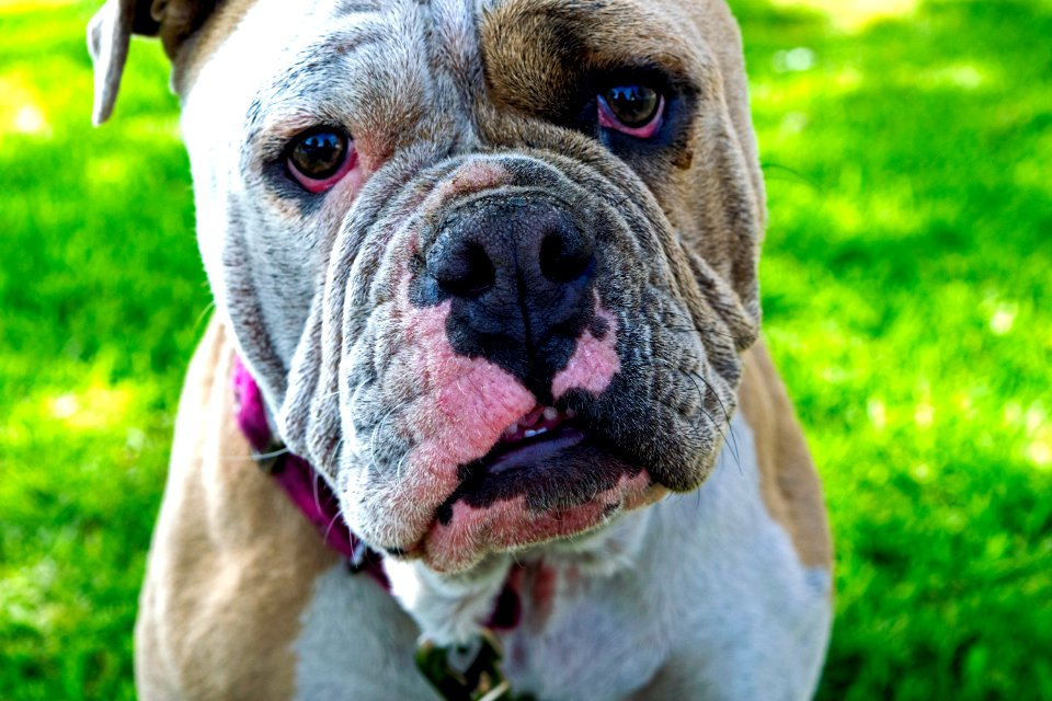 Laguna niguel, United states, Bulldog