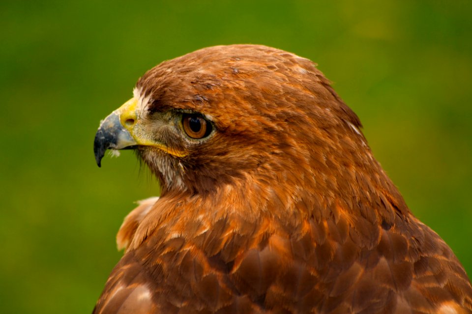 Greater vancouver zoo, Canada, Beak