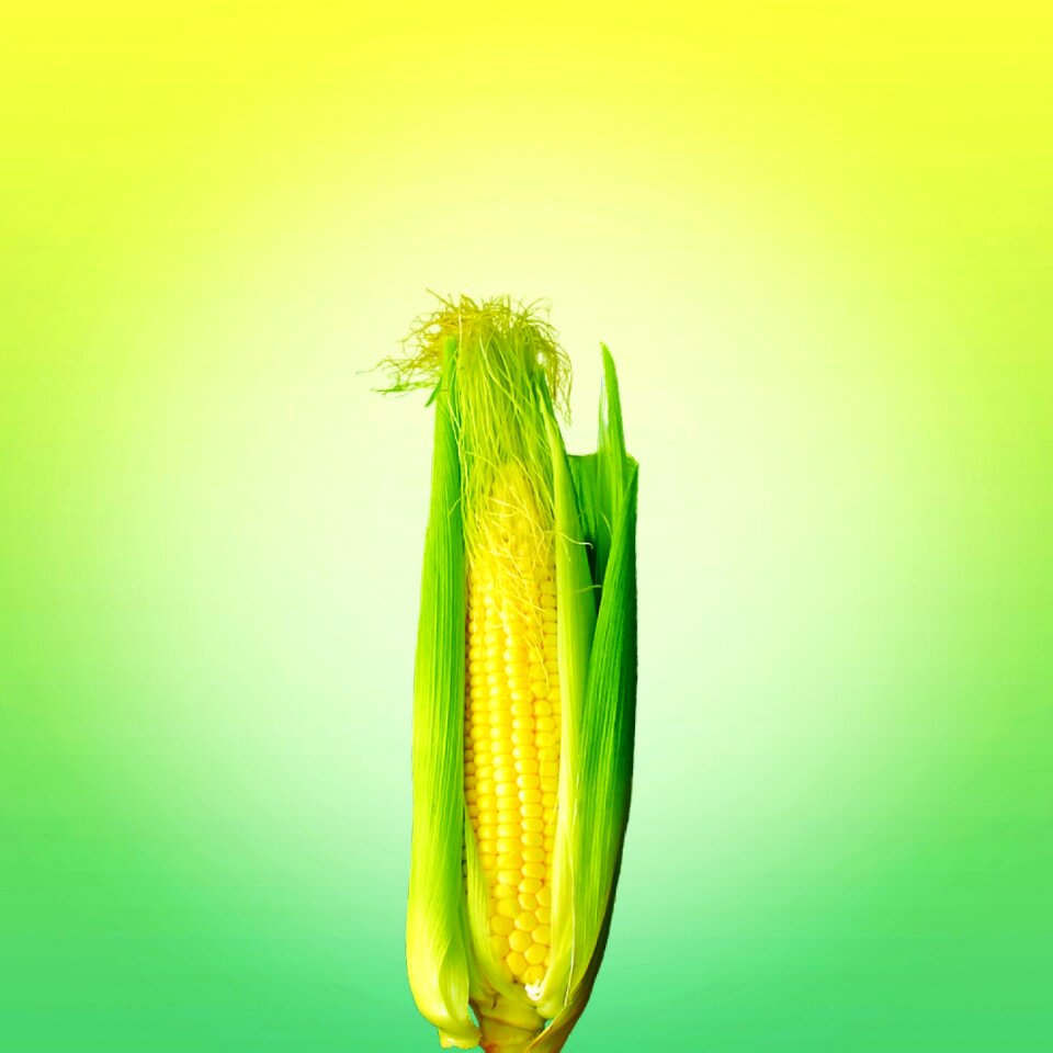 Corn yellow vegetables