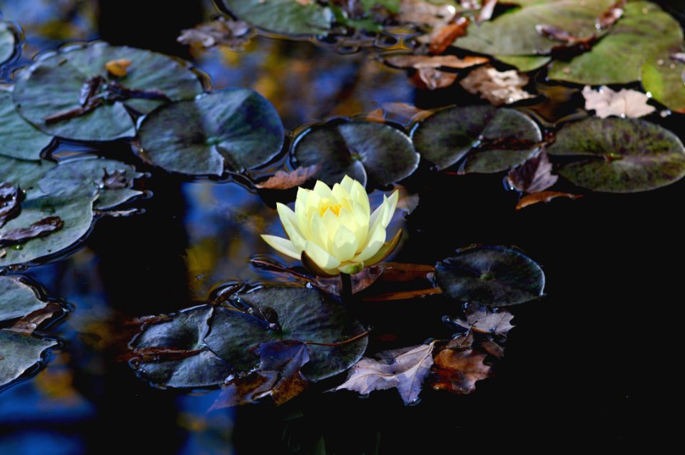 Raleigh, United states, Water