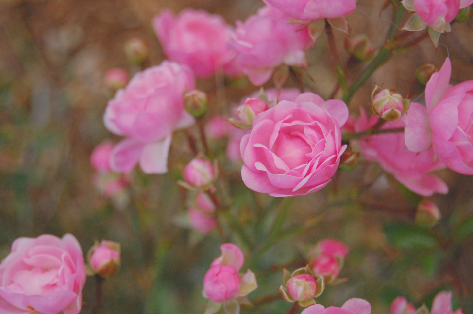 Wild roses, Flowers, Nature