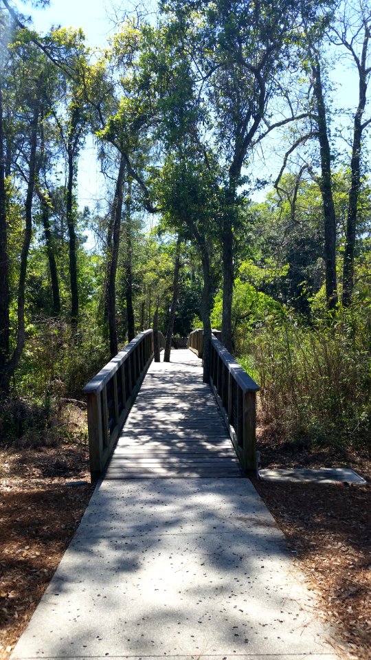 Summer, Forest, Bridge