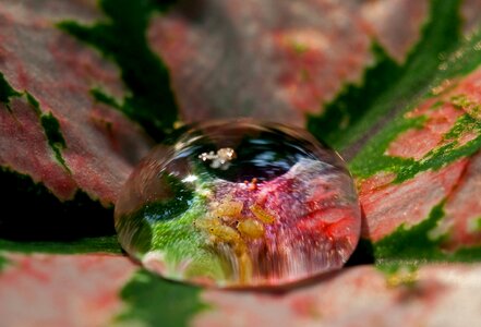 Flower macro rain