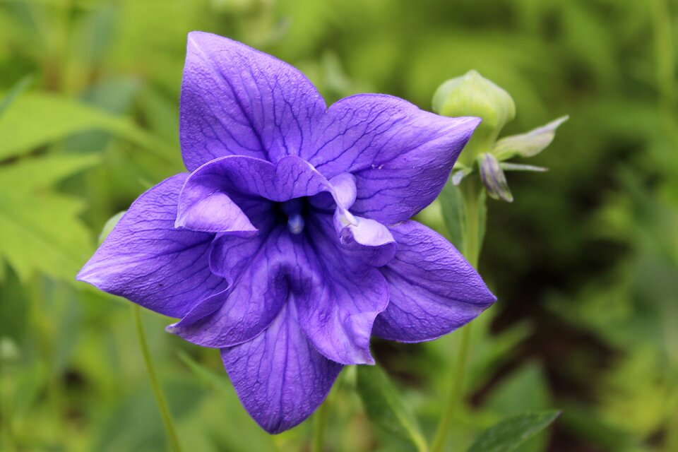 Violet flower garden
