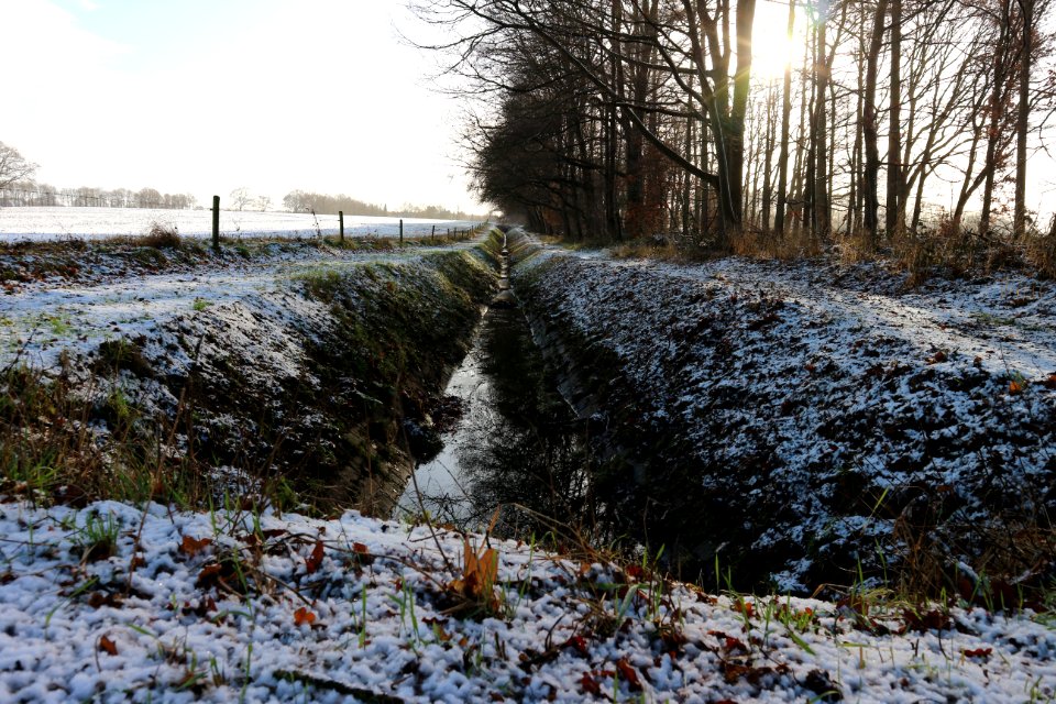 Aalten, Netherland, Trees