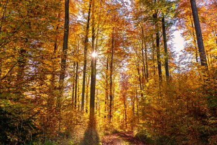 Backlighting coloring colorful photo