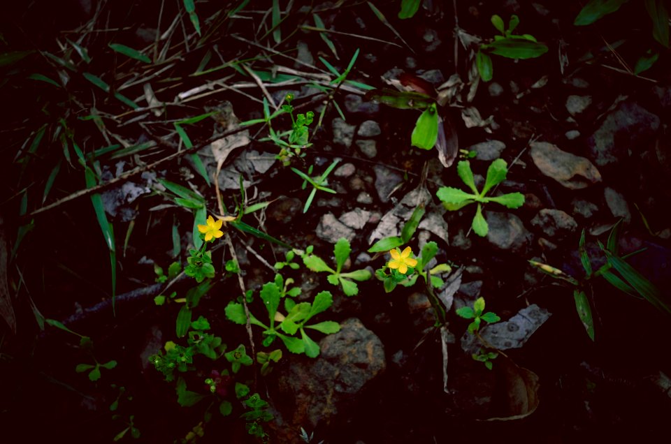 Vietnam, Green, Yellow
