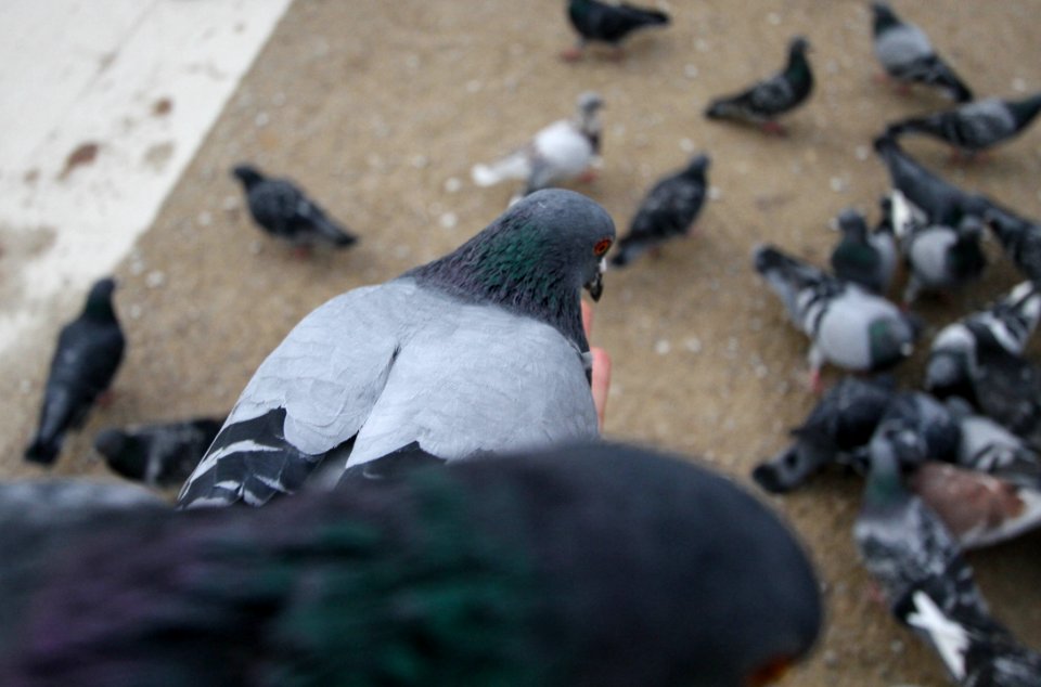 Flock, Birds, Eye photo