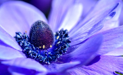macro photography of purple petaled flower photo