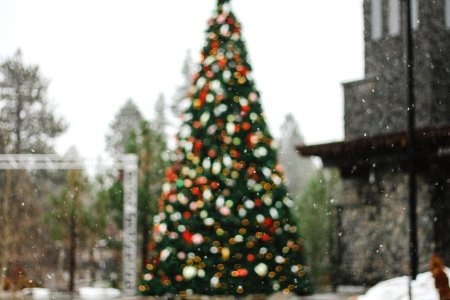 pine tree on bokeh photography photo