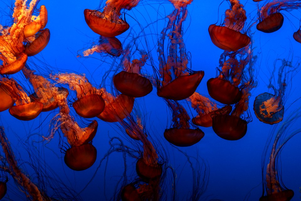 photography of brown jellyfish